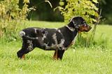 BEAUCERON - PUPPIES 282